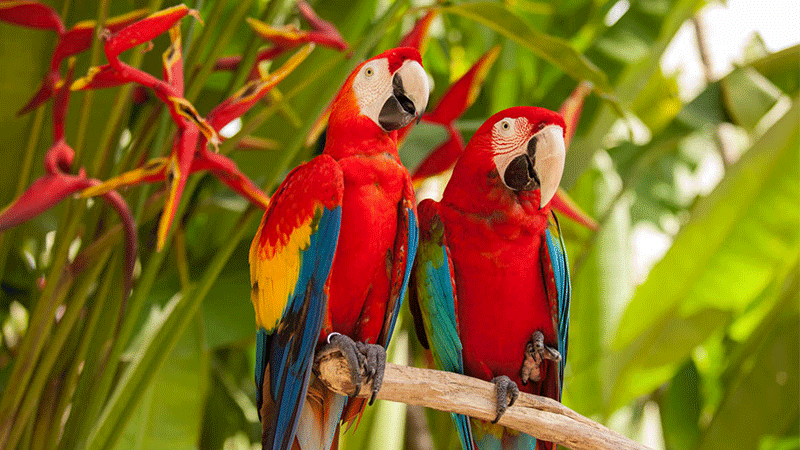Bali Bird Park