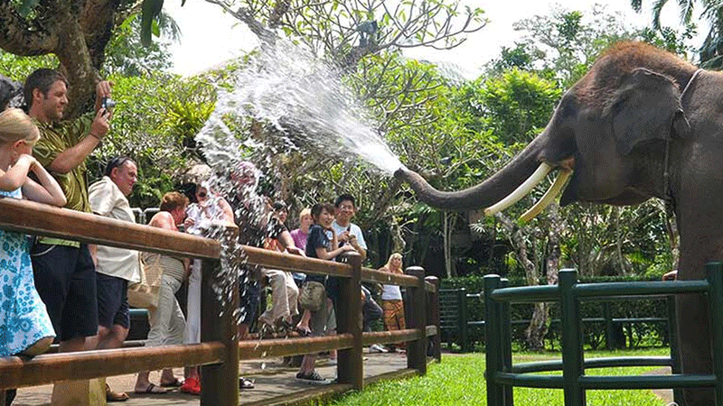 Mason Elephant Safari Park