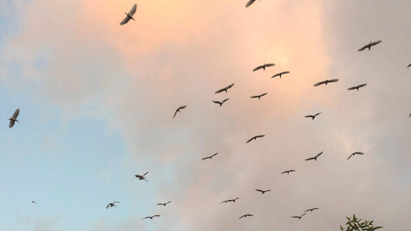 Daya Tarik Desa Petulu Ubud