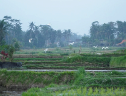 Desa Petulu Ubud: Surga Burung Bangau di Pelukan Alam Bali