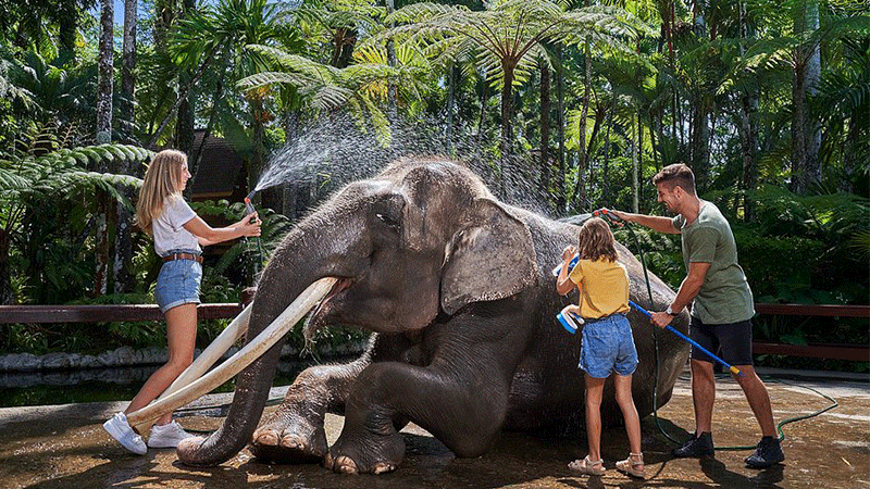 Mason Elephant Safari Park