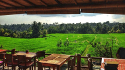 Daya tarik Sari Organik