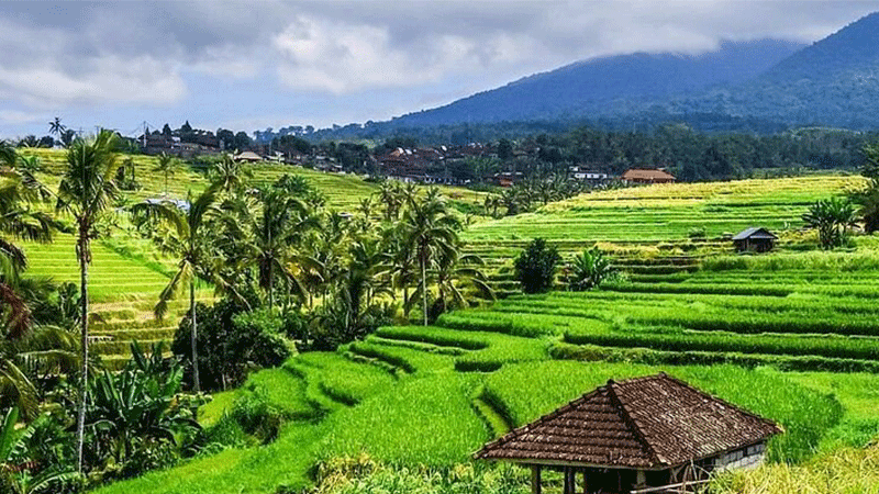 Lokasi Juwuk Manis Rice Field Walk