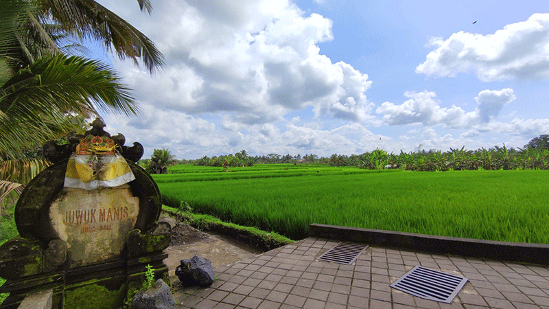 Juwuk Manis Rice Field Walk