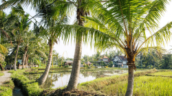 Lokasi Sari Organic Walk