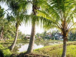 Sari Organic Walk, Jalur Sawah Indah di Ubud