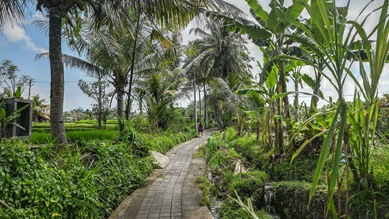 Daya Tarik Sari Organic Walk