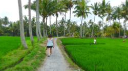 Bali Bird Walks: Menjelajahi Keindahan Alam Ubud Lewat Jejak Burung Eksotis