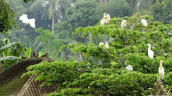 Wisata Petulu Heron Bird Colony