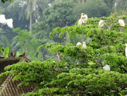 Wisata Petulu Heron Bird Colony, Spot Senja Terindah Ubud