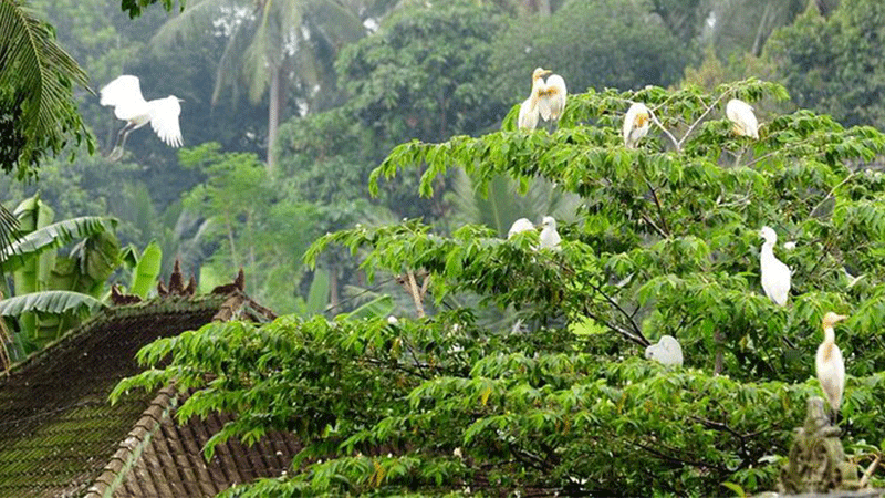 Wisata Petulu Heron Bird Colony