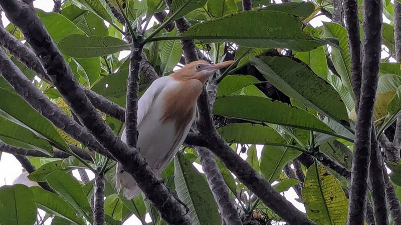 Wisata Petulu Heron Bird Colony
