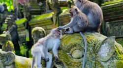 3 Tempat Wisata Terbaik di Ubud yang Wajib Masuk Daftar Liburan Anda