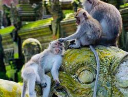 3 Tempat Wisata Terbaik di Ubud yang Wajib Masuk Daftar Liburan Anda