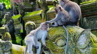 3 Tempat Wisata Terbaik di Ubud yang Wajib Masuk Daftar Liburan Anda