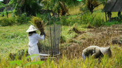 Kajeng Rice Field Walk: Menyusuri Kedamaian Sawah Hijau di Jantung Ubud