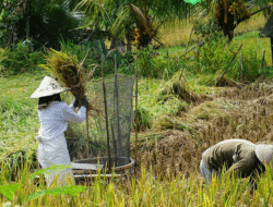 Kajeng Rice Field Walk: Menyusuri Kedamaian Sawah Hijau di Jantung Ubud