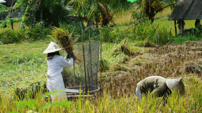 Kajeng Rice Field Walk