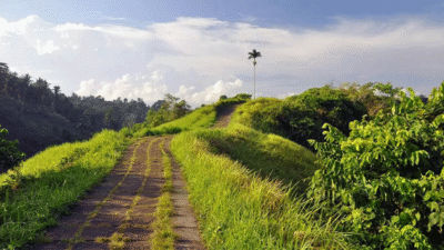Panduan Wisata Bukit Campuhan Ubud yang Wajib Dikunjungi