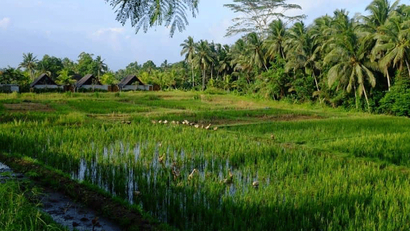 Kajeng Rice Field Walk