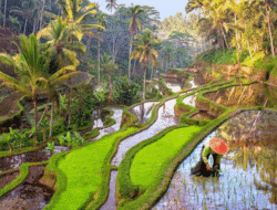 Keliki Rice Terrace: Menikmati Keindahan Sawah Terasering yang Tenang di Ubud