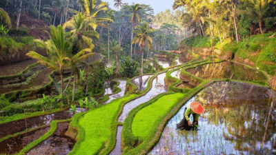 Keliki Rice Terrace