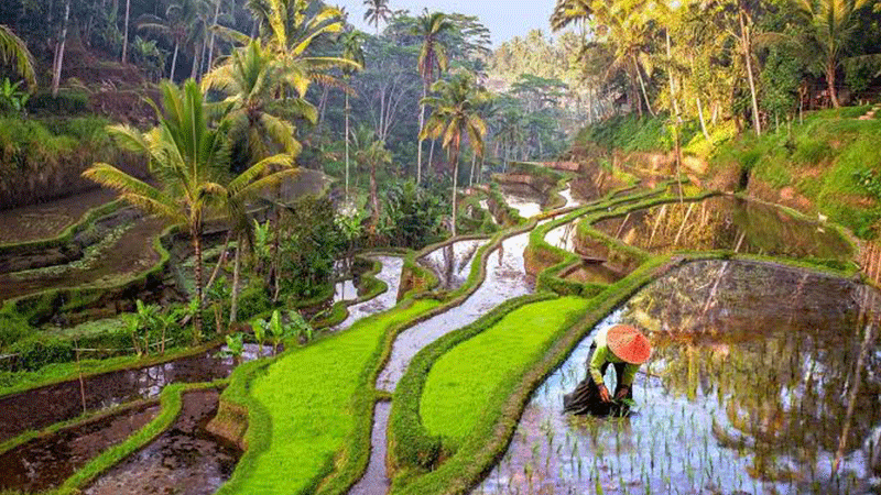 Keliki Rice Terrace