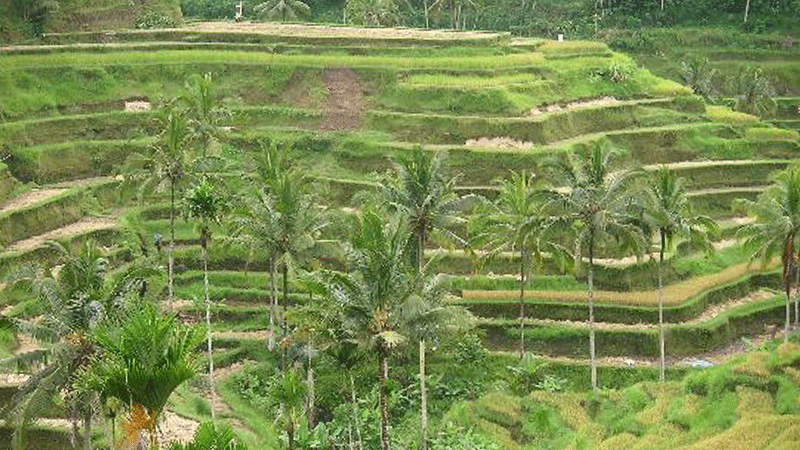 Keliki Rice Terrace
