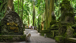Monkey Forest
