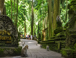 Panduan Wisata Monkey Forest Ubud dan Tips Berkunjung
