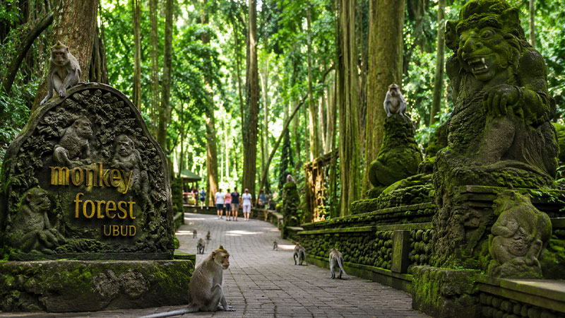 Monkey Forest